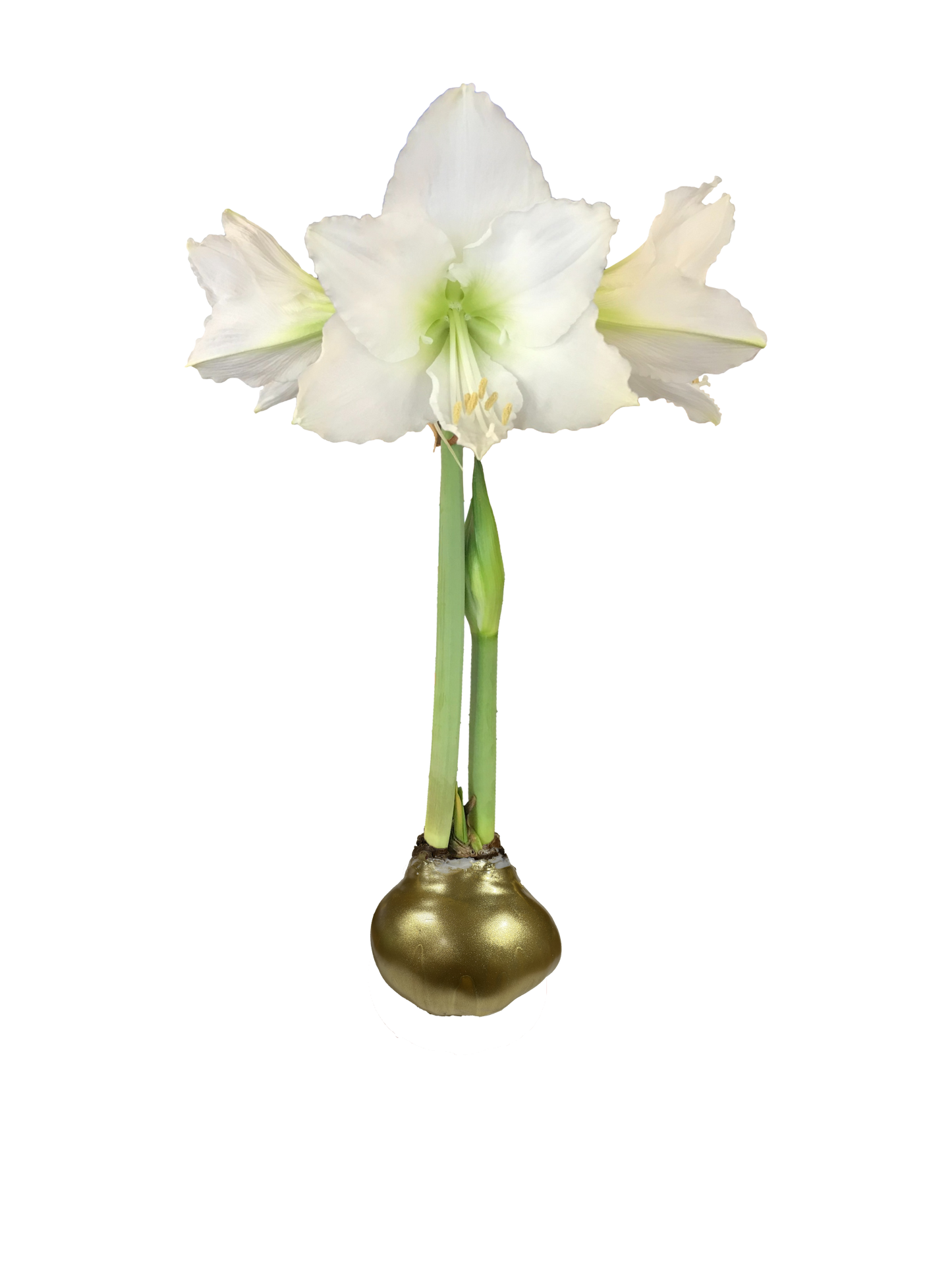 White Flower Gold Lacquer