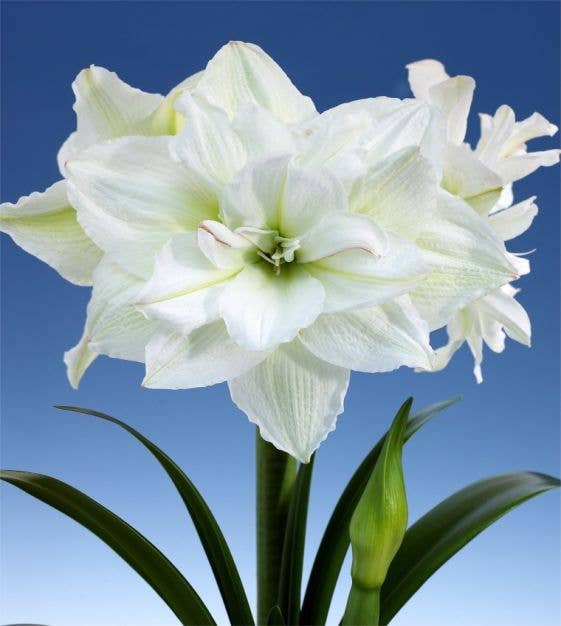 Double White Flower Gold Lacquer Splatter