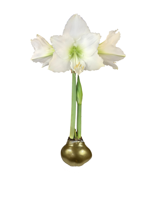 White Flower Gold Lacquer